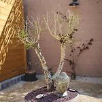 Hébergement de vacances La Maison D'ambre - Jacuzzi - Sauna- Clim Saumur